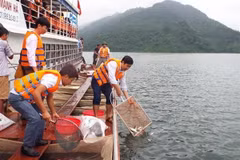 Thả hơn 60.000 con cá giống bổ sung nguồn lợi thủy sản hồ Hòa Bình. (Ảnh: Thanh Hải/TTXVN)