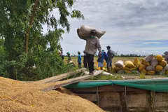 Nhiều địa phương đã nới lỏng giãn cách xã hội xuống Chỉ thị 15 đã tạo điều kiện thuận lợi cho nhân công tham gia thu hoạch lúa. (Ảnh: Thu Hiền/TTXVN)