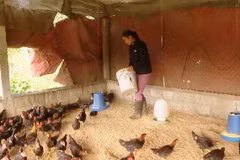 Các hộ chăn nuôi gia cầm tại huyện Minh Hóa, tỉnh Quảng Bình tích cực chăm sóc đàn gia cầm nuôi để phòng chống dịch. (Ảnh: Võ Dung/TTXVN)