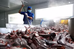 Dây chuyền chế biến cá tra xuất khẩu. (Ảnh: Vũ Sinh/TTXVN)
