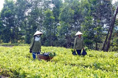 FAO đề cao vai trò của trang trại gia đình trong giảm nghèo