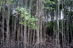 UNEP kêu gọi thiết lập quỹ toàn cầu nhằm bảo vệ cây đước 