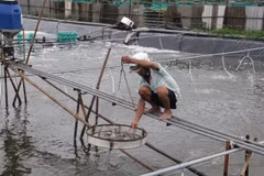 Nhờ nuôi tôm công nghệ cao, một số nông dân đã trở thành tỷ phú. (Ảnh: CTV/Vietnam+)