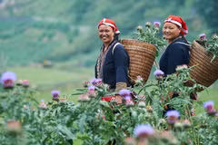 Những người phụ nữ dân tộc Dao tham gia dự án GREAT nhằm hướng tới sự phát triển kinh tế và bình đẳng giới. (Ảnh: Australian Aid)