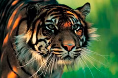 (Nguồn: animalconnectionac.wordpress.com)