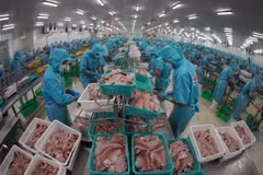 Chế biến cá tra phi lê xuất khẩu tại nhà máy của Tập đoàn Sao Mai. (Ảnh: Vũ Sinh/TTXVN)