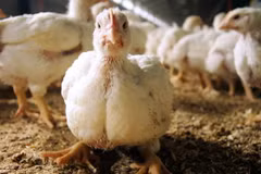 CDC đã phát hiện dấu vết cúm A, trong đó có chủng cúm H5N1, gia tăng mạnh tại một số địa điểm và đang điều tra nguồn virus. (Ảnh minh họa. Nguồn: AFP/TTXVN)