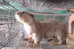 Cá thể rái cá thuộc nhóm 1B bị giam nhốt trong lồng sắt được chủ gian hàng Yên Tâm ở chợ nông sản trá hình Thạnh Hóa, tỉnh Long An rao bán trái phép trong năm 2020 với giá 10 triệu đồng. (Ảnh: Hùng Võ/Vietnam+)