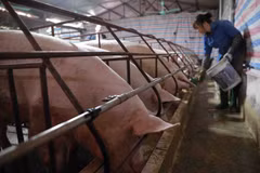 Giá lợn hơi giảm mạnh trong khi giá thịt lợn tại siêu thị, cửa hàng vẫn khá cao. (Ảnh: Vũ Sinh/TTXVN)