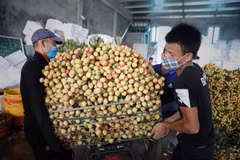 Một điểm thu mua vải ở huyện Tân Yên, Lục Ngạn, Bắc Giang ngày 28/5. (Ảnh: Danh Lam/TTXVN)