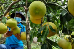 Nhờ chăm sóc tốt nên bưởi Phúc Trạch năm nay ra quả đồng đều và chất lượng tốt hơn năm trước. (Ảnh: Hoàng Ngà/TTXVN)