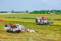 Thu hoạch lúa trên cánh đồng ở huyện Thới Lai, TP Cần Thơ. Ảnh: Thanh Liêm/TTXVN)