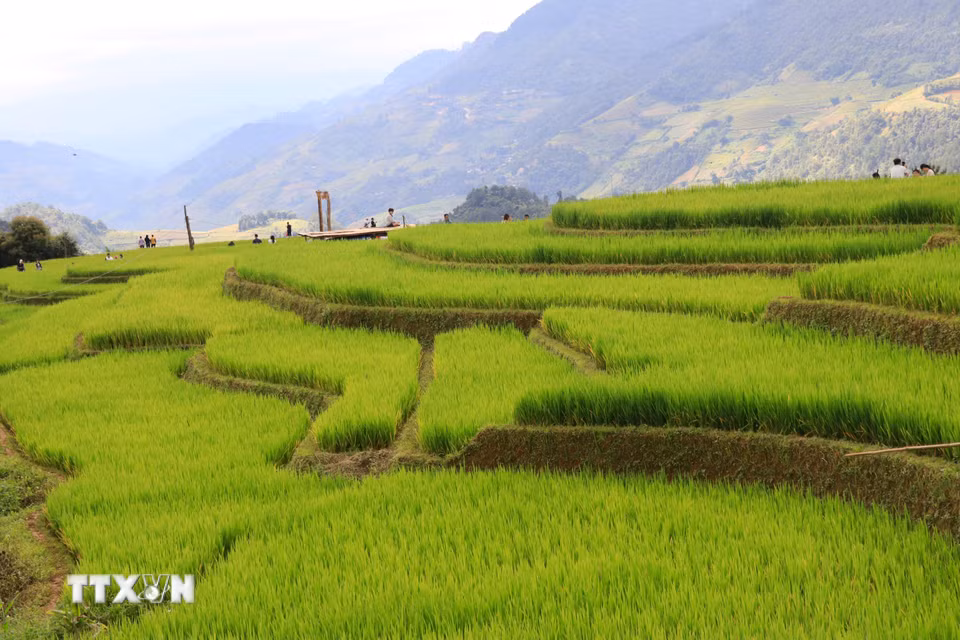 Đây là thời điểm đẹp nhất trong năm khi những thửa ruộng bậc thang ngả vàng, thu hút đông đảo du khách trong và ngoài nước đến chiêm ngưỡng và chụp ảnh. (Ảnh: Tuấn Anh/TTXVN)