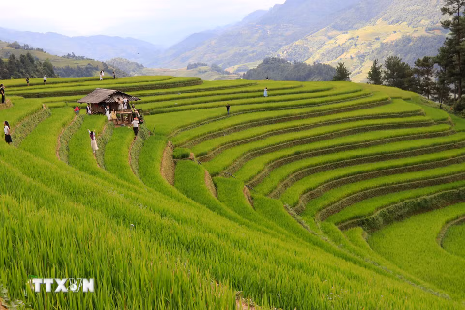 Những đường cong mềm mại của ruộng bậc thang nối tiếp nhau như những dải lụa vàng trải dài trên sườn núi, tạo nên một bức tranh thiên nhiên vừa hùng vĩ, vừa thơ mộng. (Ảnh: Tuấn Anh/TTXVN)