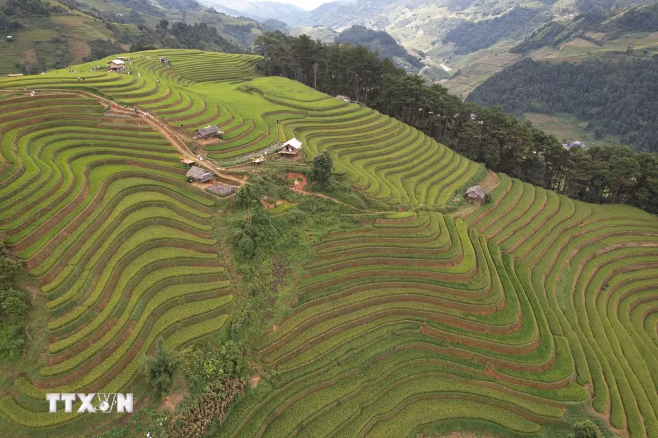 Thời điểm này, Mù Cang Chải trở thành điểm hẹn của những nhiếp ảnh gia và du khách yêu thích khám phá. Mỗi góc nhìn, mỗi thời khắc trong ngày lại mang đến một vẻ đẹp khác nhau. (Ảnh: Tuấn Anh/TTXVN)