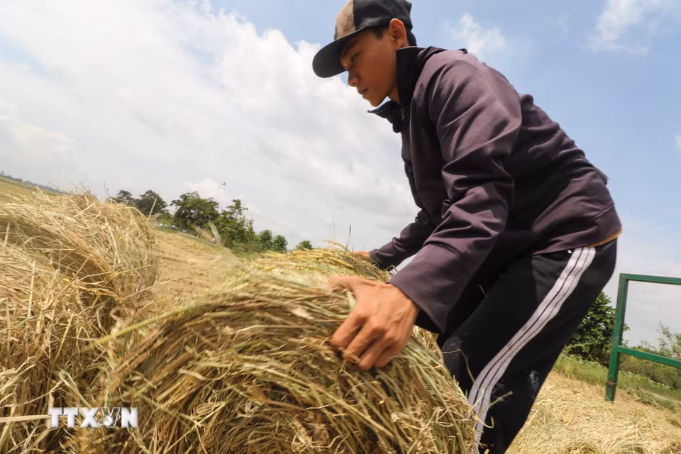 Người lao động sắp xếp lại rơm trên xe. (Ảnh: Hồng Thái/TTXVN)