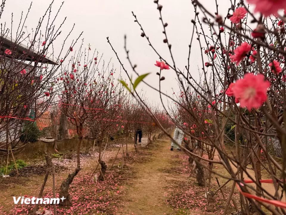 Hoa đào khoe sắc tại vườn Đào Nhật Tân, Hà Nội. (Ảnh: Thái Hà/Vietnam+)
