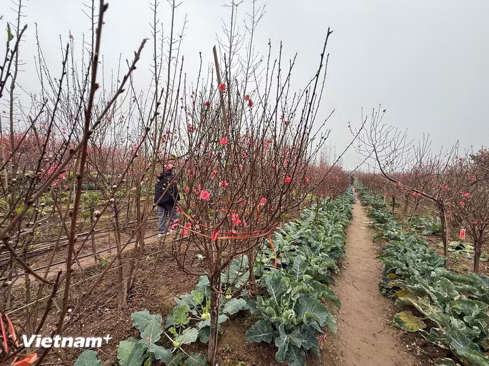 Người mua đang lựa chọn cây tại vườn Đào Nhật Tân. (Ảnh: Thái Hà/Vietnam+)