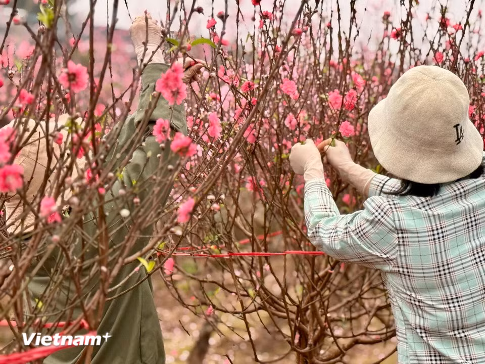 Người trồng đang tỉ mỉ chăm sóc từng cây đào. (Ảnh: Thái Hà/Vietnam+)