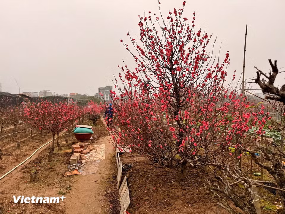 Gốc đào lâu năm tại vườn Đào Nhật Tân. (Ảnh: Thái Hà/Vietnam+)