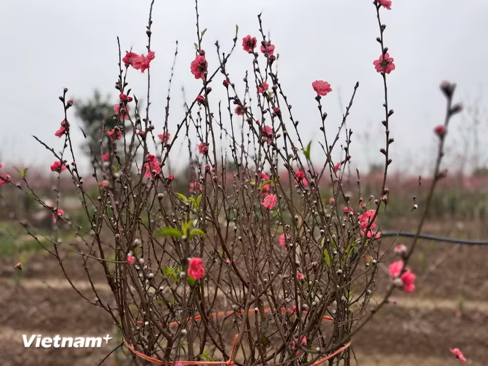 Nụ đào chờ mùa Xuân tới. (Ảnh: Thái Hà/Vietnam+)
