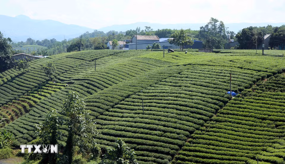 Phần lớn các đồi chè ở Thái Nguyên được canh tác theo phương pháp VietGAP, hữu cơ. (Ảnh: Trần Trang/TTXVN)