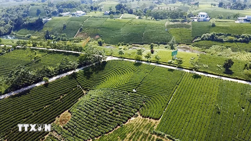 Đồi chè tại xã La Bằng, Thái Nguyên. (Ảnh: Trần Trang/TTXVN)