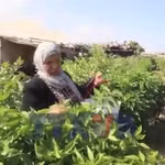 Người dân Gaza đã bắt đầu thu hoạch những lứa rau tươi đầu tiên