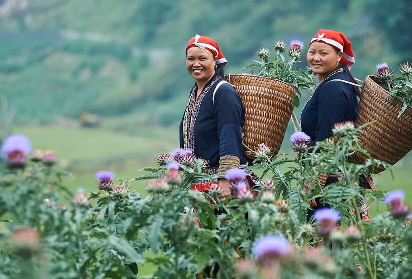 Những người phụ nữ dân tộc Dao tham gia dự án GREAT nhằm hướng tới sự phát triển kinh tế và bình đẳng giới. (Ảnh: Australian Aid)