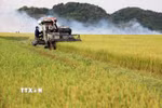 Thu hoạch lúa gạo ở xã An Nhơn, huyện Đạ Tẻh (tỉnh Lâm Đồng). (Ảnh: Hồng Đạt/TTXVN)