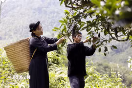 Đánh thức giá trị chè Shan tuyết cổ thụ Đồng Phúc