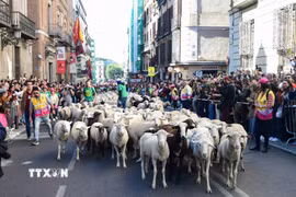 Đàn cừu và dê đi qua một con phố trong Lễ hội chăn thả gia súc ở Madrid, Tây Ban Nha ngày 25/10/2026. (Ảnh: THX/TTXVN phát)