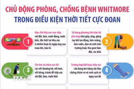 Chủ động phòng, chống bệnh Whitmore trong điều kiện thời tiết cực đoan 