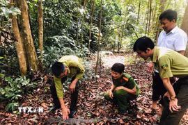 Việc kịp thời đưa cá thể động vật này trở lại rừng không chỉ giúp bảo tồn nguồn gen quý hiếm mà còn góp phần duy trì sự cân bằng hệ sinh thái tại địa phương. (Ảnh: TTXVN phát)