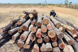 Số gỗ, củi được cắt khúc, xếp đống tại khu vực rừng giáp ranh giữa xã Ia Lâu và xã Ia Le, tỉnh Gia Lai. (Ảnh: Hoài Nam/TTXVN)