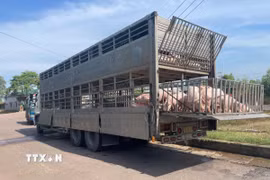 Phương tiện chở 220 con lợn bị lực lượng chức năng bắt giữ. (Ảnh: TTXVN phát)