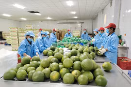 Chế biến bưởi xuất khẩu tại nhà máy đóng gói Kim Thanh (xã Giao Long, tỉnh Vĩnh Long). (Ảnh: Huỳnh Phúc Hậu/TTXVN)