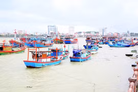 Toàn tỉnh Quảng Trị có 4.664 tàu có chiều dài từ 6m trở lên đã vào khu neo đậu tránh trú bão an toàn. (Ảnh: Tá Chuyên/TTXVN)