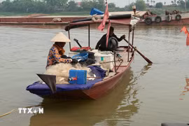 Cá mòi được đánh bắt bằng lưới truyền thống tại khúc sông Hồng chạy qua phường Phố Hiến (Hưng Yên). (Ảnh: Mạnh Khánh/TTXVN)