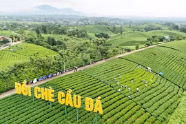 Đồi chè Cầu Đá, xã La Bằng - điểm du lịch văn hóa trà hấp dẫn tại Thái Nguyên. (Nguồn: Vietnam+)