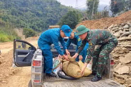 Di dời quả bom mang đi hủy nổ. (Ảnh: TTXVN phát)
