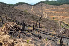 Diện tích rừng bị đốt phá rừng trên địa bàn xã Bố Trạch (Quảng Trị). (Ảnh: Tá Chuyên/TTXVN)