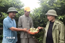 Cán bộ Hợp tác xã Dịch vụ nghiệp Hoàng Tiến kiểm tra na thu hoạch tại vườn. (Ảnh: Tiến Vĩnh/TTXVN)