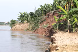 Sạt lở khiến nhiều diện tích hoa màu của người dân bị nước cuốn trôi. (Ảnh: Tạ Toàn/TTXVN)