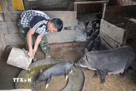 Được Bí thư Chi bộ kiêm Trưởng thôn Đăk Sô Vi Đinh Huấn hướng dẫn, anh A Mu đã mạnh dạn phát triển đàn heo của gia đình. (Ảnh: Dư Toán/TTXVN)