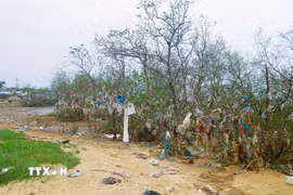 Rừng ngập mặn ven bờ sông Lam (Nghệ An) bị bức tử bởi vô số rác thải. (Ảnh: Xuân Tiến/TTXVN)
