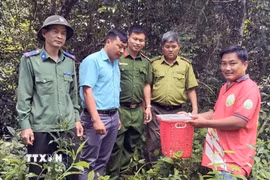 Ông Trần Ngọc Khiêm (trú tại xã Quảng Tín, tỉnh Lâm Đồng) bàn giao Cu li nhỏ (tên khoa học: Nycticebus pygmaeus) cho cơ quan chức năng thả về với môi trường tự nhiên. (Ảnh: TTXVN)