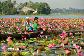 Người dân thu hoạch hoa súng tại Barishal, miền Nam Bangladesh, ngày 21/9/2026. (Ảnh: THX/TTXVN phát)
