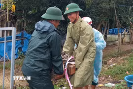 Đồn Biên phòng Tam Thanh, thành phố Đà Nẵng, giúp đỡ nhân dân di chuyển thiết bị điện dễ bị ngập nước đến nơi an toàn. (Ảnh: Đoàn Hữu Trung/TTXVN)