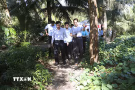 Tỉnh Cà Mau đặt mục tiêu phấn đấu đến năm 2030 sẽ có 100% khóm, ấp trên địa bàn tỉnh có đường bê tông giao thông nông thôn. (Ảnh: Tuấn Phi/TTXVN)